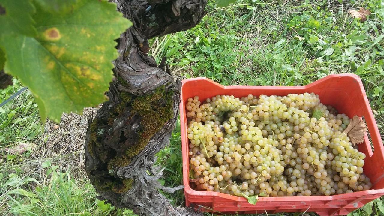 Farmstay Kmetija Stekar Kojsko Eksteriør bilde
